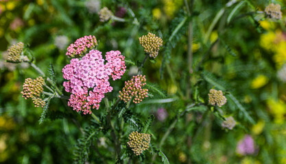 Close Up of Pink Yarrow Flower in Queen Elizabeth Park, Vancouver