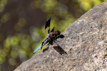 Dragonfly Resting on a Rock in Queen Elizabeth Park, Vancouver