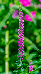 Fototapeta premium Pink Veronica Spicata Flower Spike in Queen Elizabeth Park, Vancouver