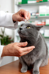 Veterinarian gently applying eye drops to a gray cat, showcasing care and attention in a veterinary clinic filled with medical supplies and a calming atmosphere