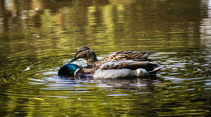 Two Ducks on a Calm Pond in Queen Elizabeth Park, Vancouver