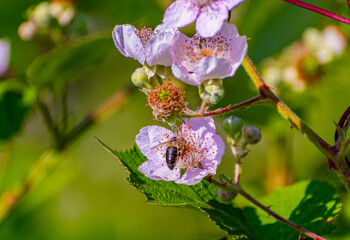 Bee Collecting Nectar on Pink Flower in Queen Elizabeth Park, Vancouver