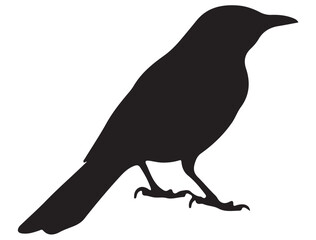 MOCKINGBIRD SILHOUETTE