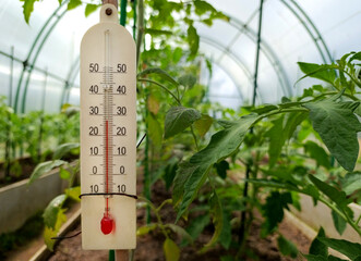 Thermometer in the greenhouse with tomatoes on a summer day. Measuring air temperature in agriculture