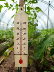 Thermometer in the greenhouse with tomatoes on a summer day. Measuring air temperature in agriculture