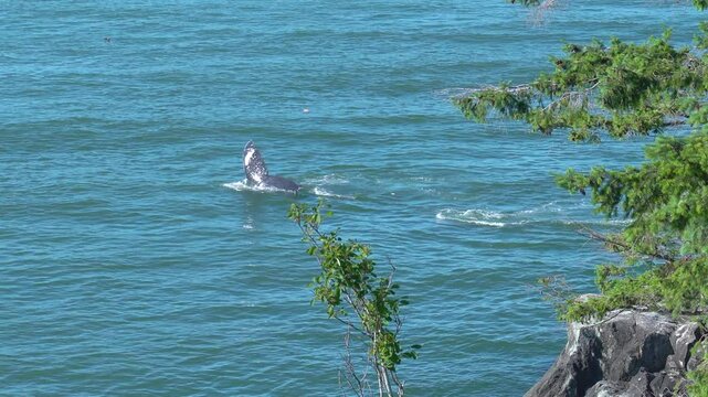 Majestic whales swimming gracefully in tranquil blue waters of the coast