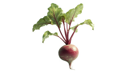 Beetroot isolated on white background with clipping path
