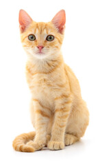 Kitten on white background.
