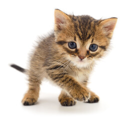 Fototapeta premium Kitten on white background.