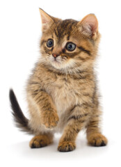 Kitten on white background.