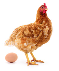 Brown hen and egg.