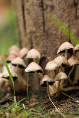 Close-up of small mushrooms growing in a lush forest with vibrant green moss and blurred background.