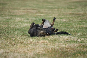 Beautiful German Shepherd dog playing exuberantly on a meadow on a farm in Skaraborg Sweden on a beautiful spring day