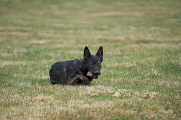 Beautiful German Shepherd dog playing exuberantly on a meadow on a farm in Skaraborg Sweden on a beautiful spring day