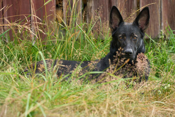 Beautiful German Shepherd dog playing exuberantly on a meadow on a farm in Skaraborg Sweden on a beautiful spring day