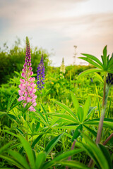 北海道　浦河　ルピナスの丘