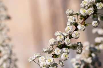 Blooming White Spiraea in Spring