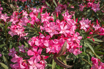 pink flowers and leaves on the oleander tree.