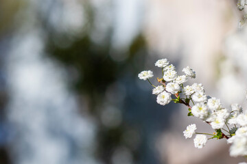 Blooming White Spiraea in Spring