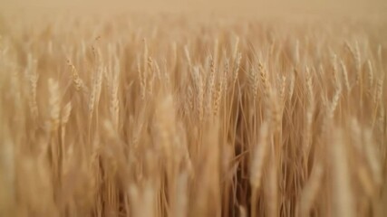 Golden wheat field sways in a gentle breeze, ripe stalks shimmer under the sun, close-up view reveals textures and beauty of nature