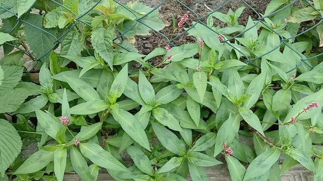 
Small flowers grow