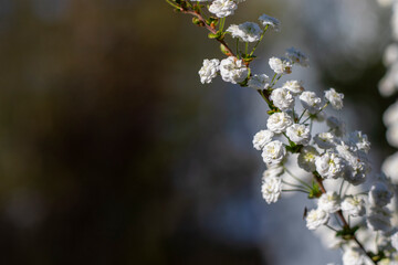 Blooming White Spiraea in Spring