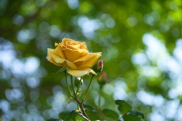 黄色いバラのアップ3