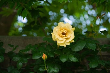 黄色いバラのアップ4