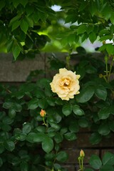 黄色いバラのアップ5