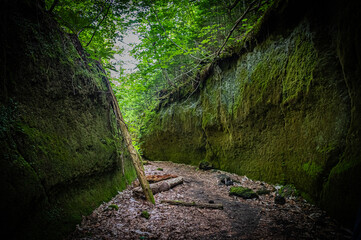 北海道　支笏湖　苔の回廊