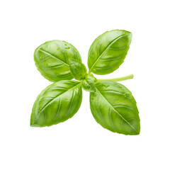 Fototapeta premium Fresh Basil Leaves: Vibrant Green Herb for Culinary Use on transparent background