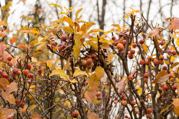 Apples on a decorative apple tree hedge, winter view, close-up, snowy day.