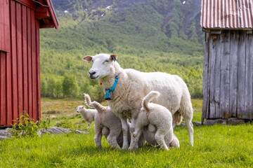 Sheep and lamb on an old mountain farm high in the mountains.