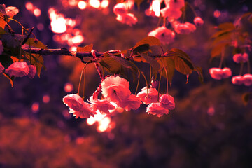 Art color of the blossom tree in spring. Close up