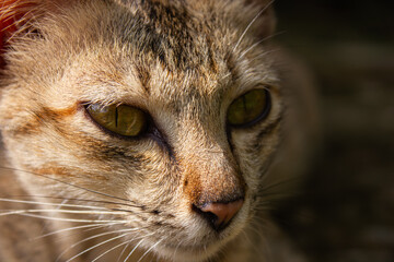 A dramatic close-up portrait of a tabby cat with expressive eyes and sharp, detailed fur, illuminated by strong directional light