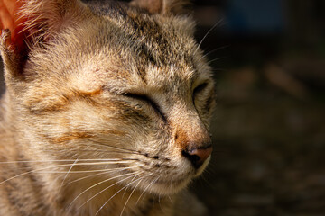 A close-up portrait of a tabby cat with its eyes closed, enjoying the sun. A warm image of relaxation and peace