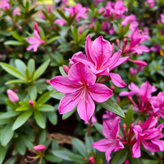 Fototapeta premium Azalea Flower ; godetia