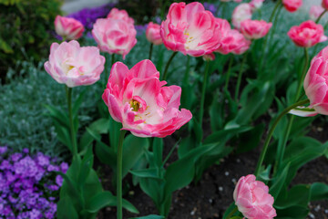 Flowers in a flower bed tulips. Greening the urban environment. Background with selective focus