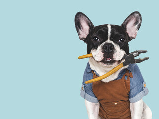 Cute puppy, work apron and pliers. Closeup, indoors. Studio shot. Congratulations for family, relatives, loved ones, friends and colleagues. Pets care concept