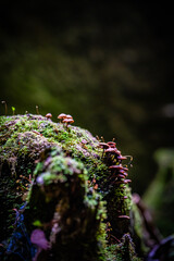 北海道　支笏湖　苔の回廊