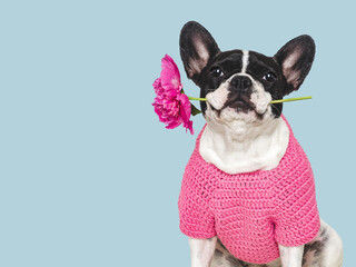 Cute puppy and red peony. Close-up, indoors. Studio shot, isolated background. Congratulations for family, relatives, loved ones, friends and colleagues. Pets care concept