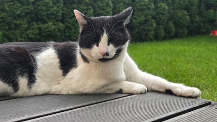 czarno biały kot siedzi na tarasie © Miroslaw