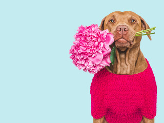 Cute dog and bouquet of red peonies. Close-up, indoors. Studio shot, isolated background. Congratulations for family, relatives, loved ones, friends and colleagues. Pets care concept