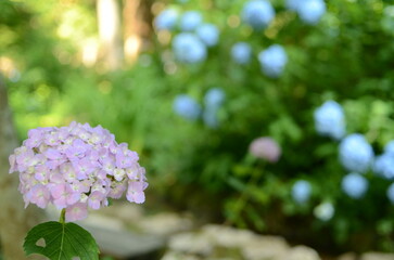 【京都】三千院に咲く紫陽花