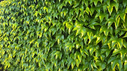ściana z liści bluszczu zielonego © Miroslaw