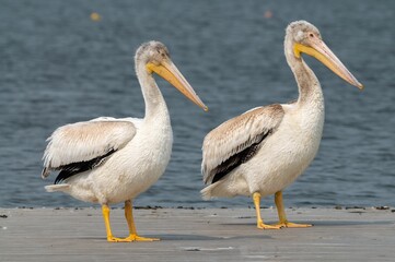 Obraz premium Pelicans on a Dock by the Water