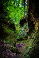 北海道　支笏湖　苔の回廊