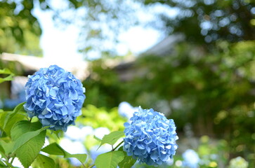 【京都】三千院に咲く紫陽花