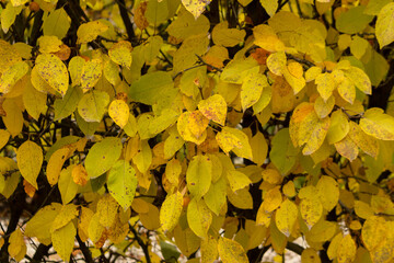 Apples on a decorative apple tree hedge, winter view, close-up, snowy day.
