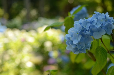 【京都】三千院に咲く紫陽花